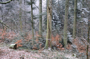 Dauerwald im Winter Dauerwald im Winter