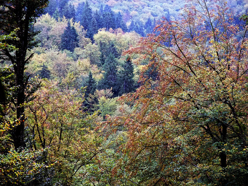 Dauerwald: gemischt, ungleichaltrig, strukturiert Dauerwald: gemischt, ungleichaltrig, strukturiert