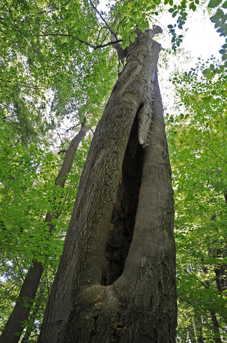 Mulmhöhlen - Lebensräume im Wald Mulmhöhlen - Lebensräume im Wald