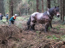 Pferd beim Holzrücken