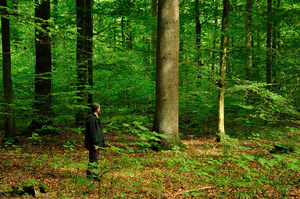 Buchendauerwald Buchendauerwald