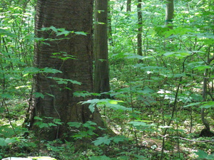 Edellaubholzbestand in Knechtsteden Edellaubholzbestand in Knechtsteden