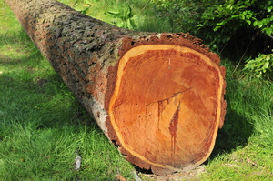 Wertvolles Holz