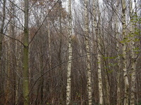 Birken-Eichen-Stangenholz Birken-Eichen-Stangenholz