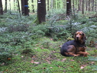 Weißtanne und Fichtennaturverjüngung Weißtanne und Fichtennaturverjüngung